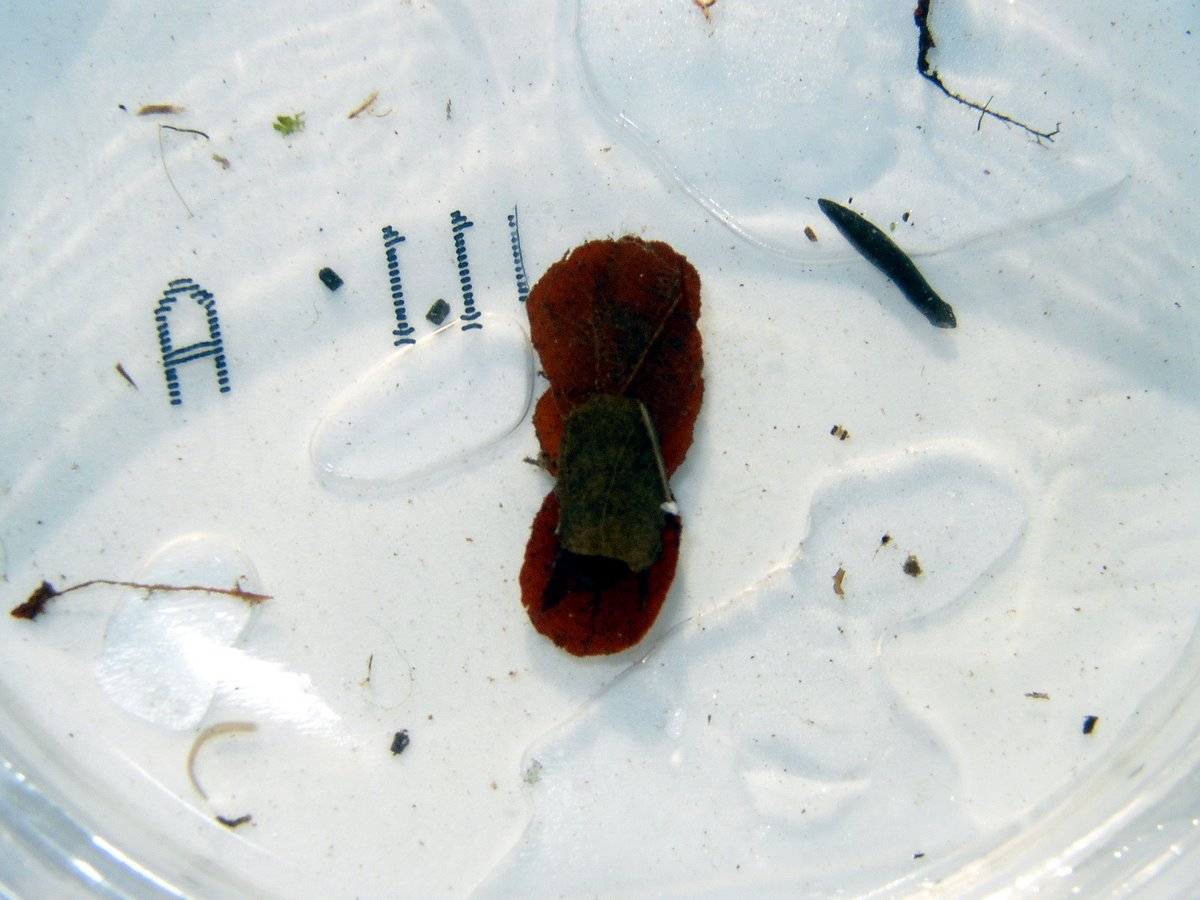 2011 11 Macrofaune benthique St Léger 18